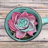 Teach Love Inspire Mug
