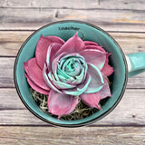 Teach Love Inspire Mug