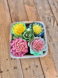 Dream Cement Succulent Planters