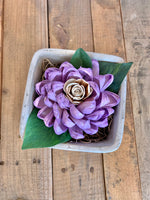 Dream Cement Succulent Planters