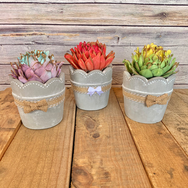 multiple succulent planter Concrete Succulent Planter