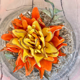 Yellow/Orange Succulent in Glass Vase
