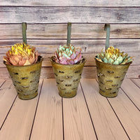 Succulent in Olive Bucket - Multiple Available