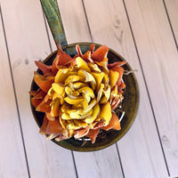 Succulent in Olive Bucket - Multiple Available