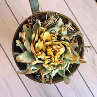 Succulent in Olive Bucket - Multiple Available