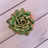 Small Succulent Animals - Multiple Available